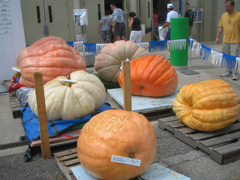 giant pumpkins