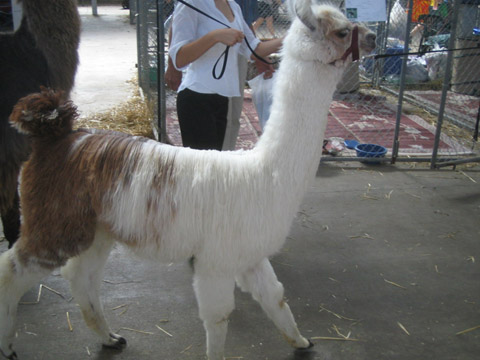 llama