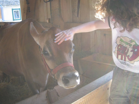cow