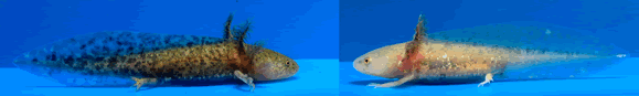 Axolotls