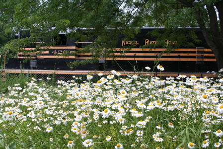 flowers.jpg