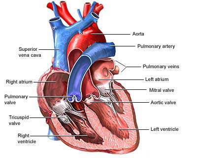 Heart Diagram