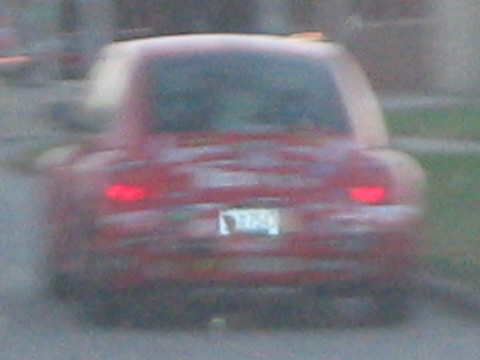bumper madness beetle