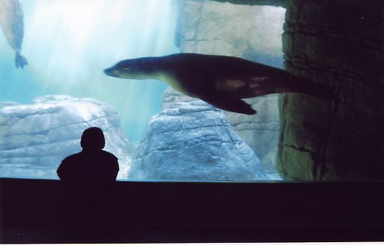 Sea Lion