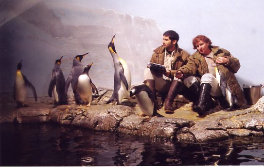 Penguin