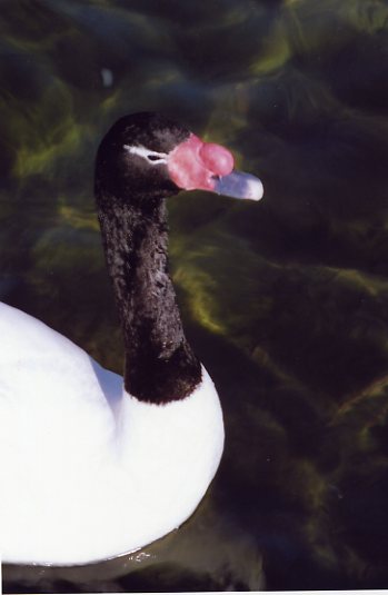 Swan