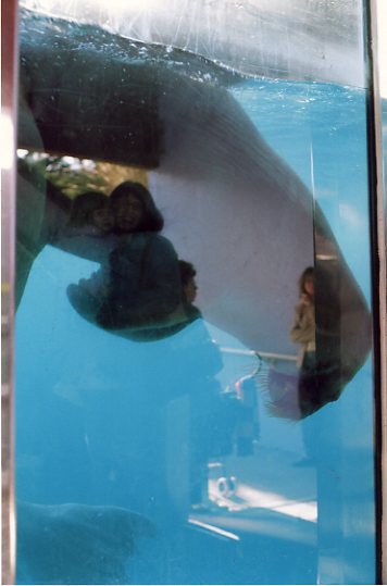 Walrus
