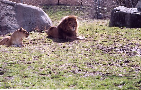 Lions