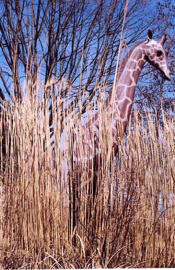 Giraffe